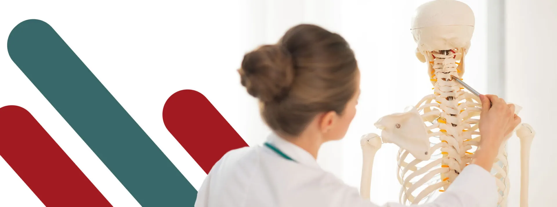 Clinician pointing to the cervical spine on an anatomical skeleton